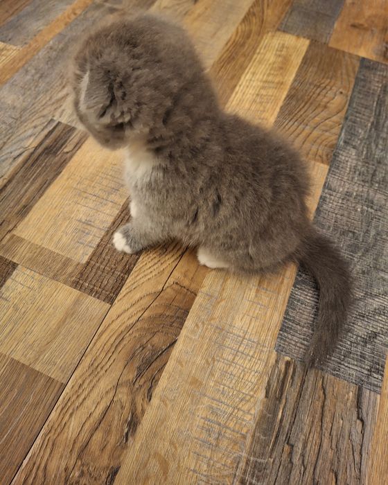 Кошка породистая