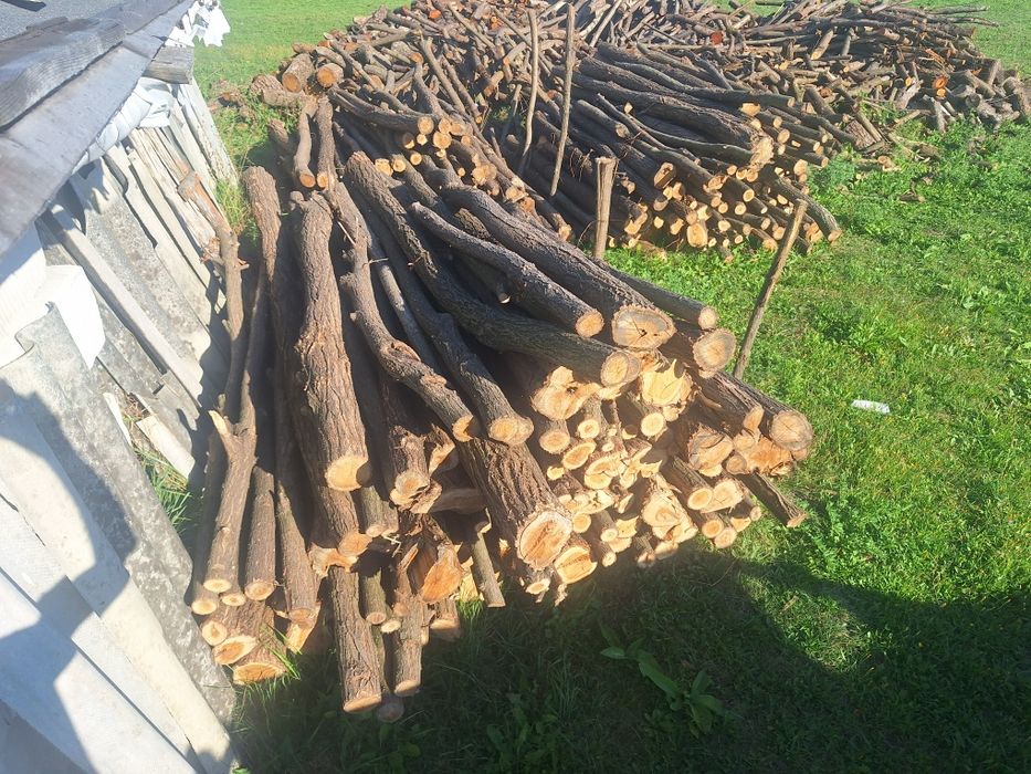 Pari de salcâm de vanzare