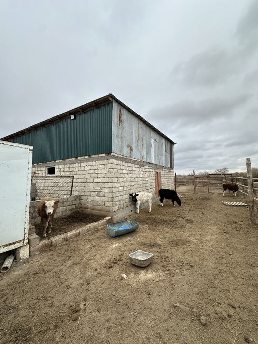Фазенда сатылады Талсуатта