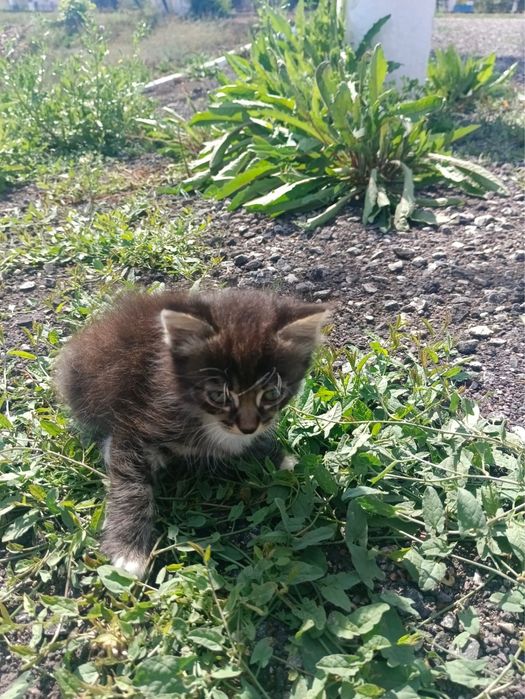 Отдам котят в хорошие руки