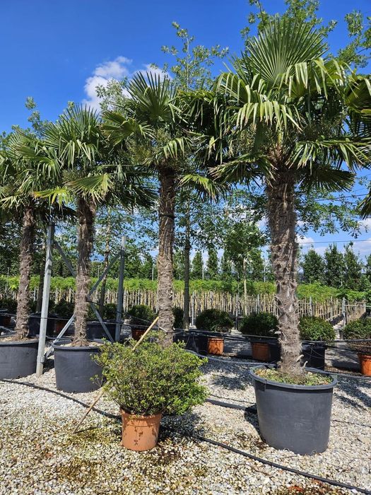 Palmierii rezistenți la îngheț trachicarpus Fortunei