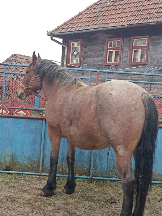 De vânzare iapă cu mânză