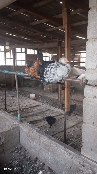Тауықтар сатылады