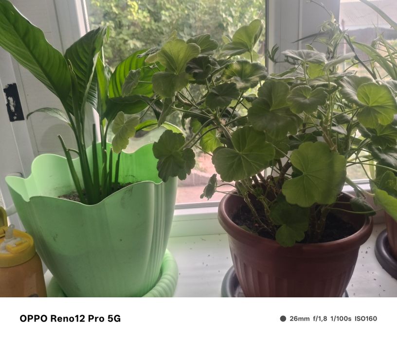 Цветы10штук с гарантиец