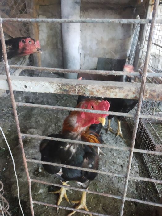Uyda boqilgan dakang sogʻlom xoʻro poloponlari sotiladi