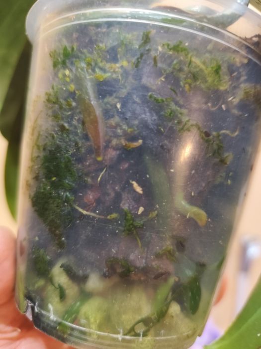 Продам белую орхидею