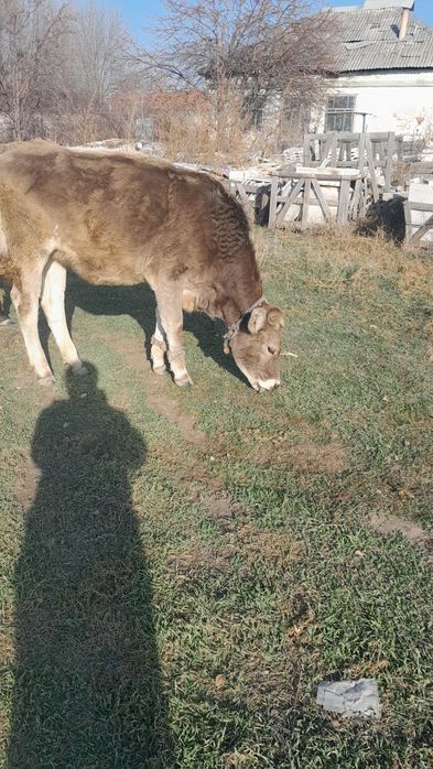 Продам  годовалая телку