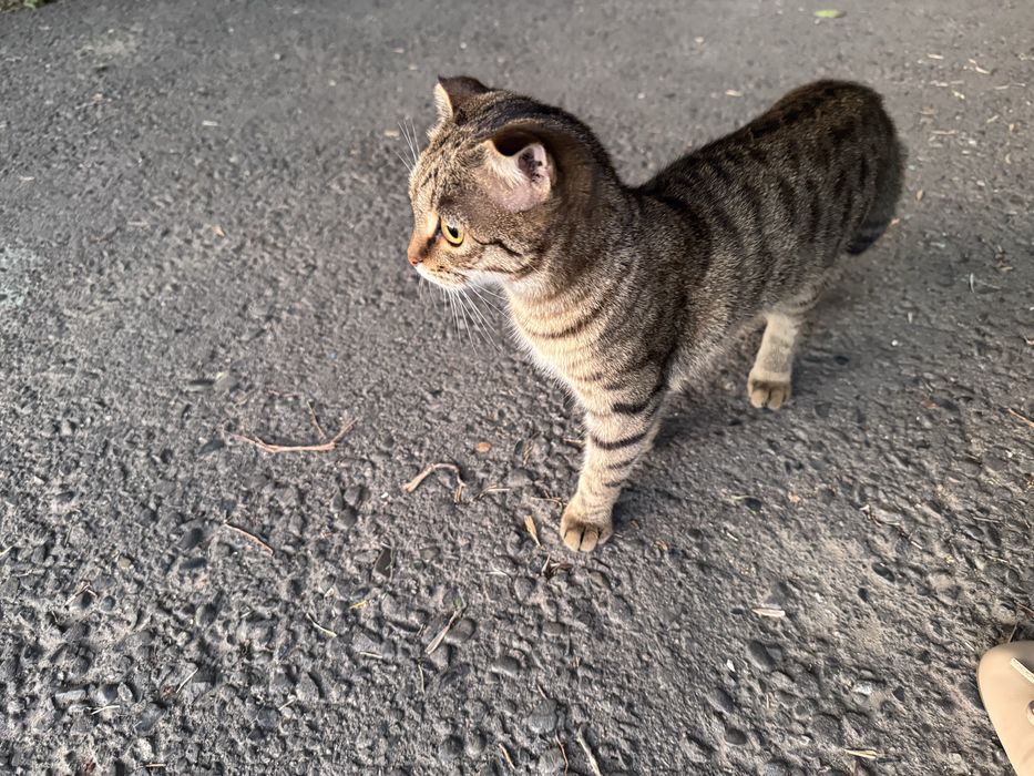 Кошка которая приносит счастье