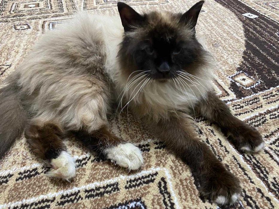 Кот в добрые руки