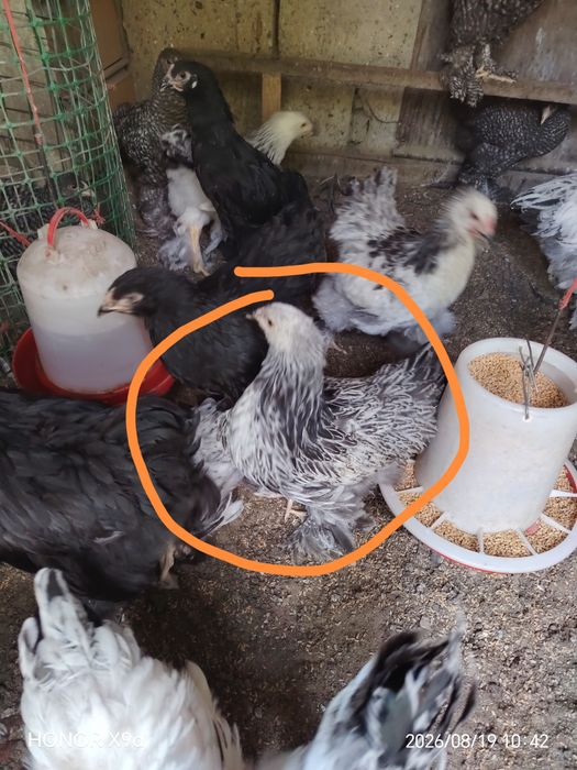Продам Брамы Далматинцы Мраморные.