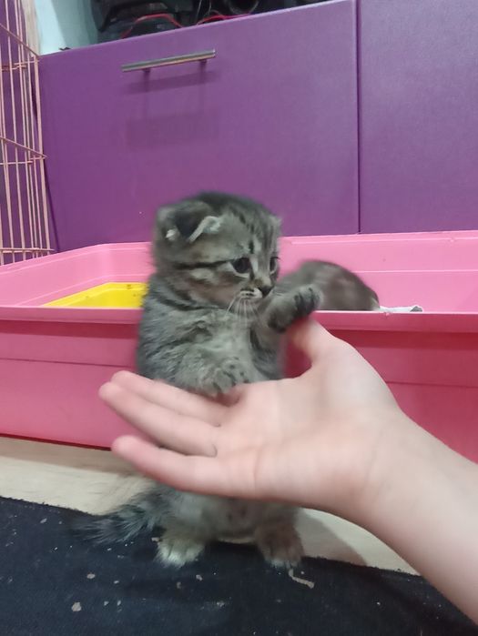 Продам котят скоттиш-фолд