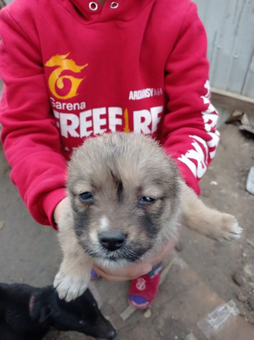 Щеночки звоночки от сторожевой собаки в хорошие руки