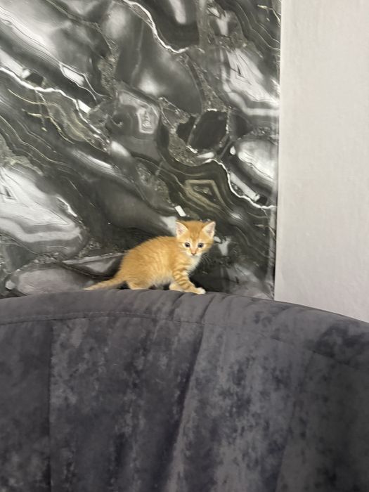 Отдам котят всех мальчики