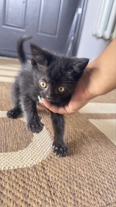 отдам котенка в добрые руки