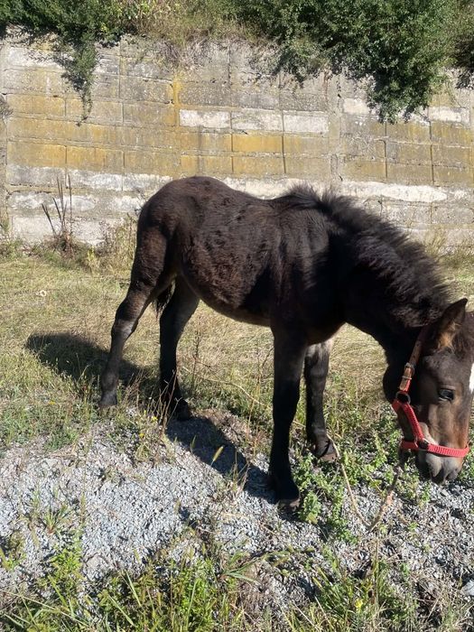 Mânză de vânzare de 5 luni