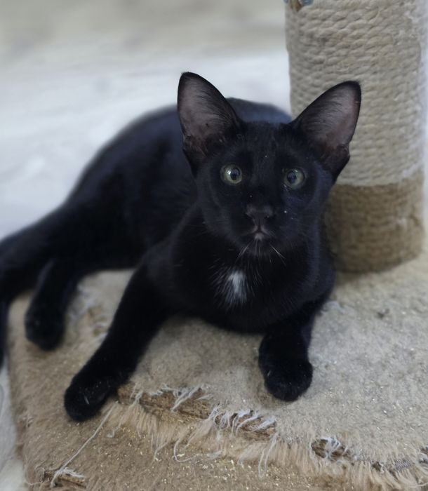 Петерболд, фенотип ориентала