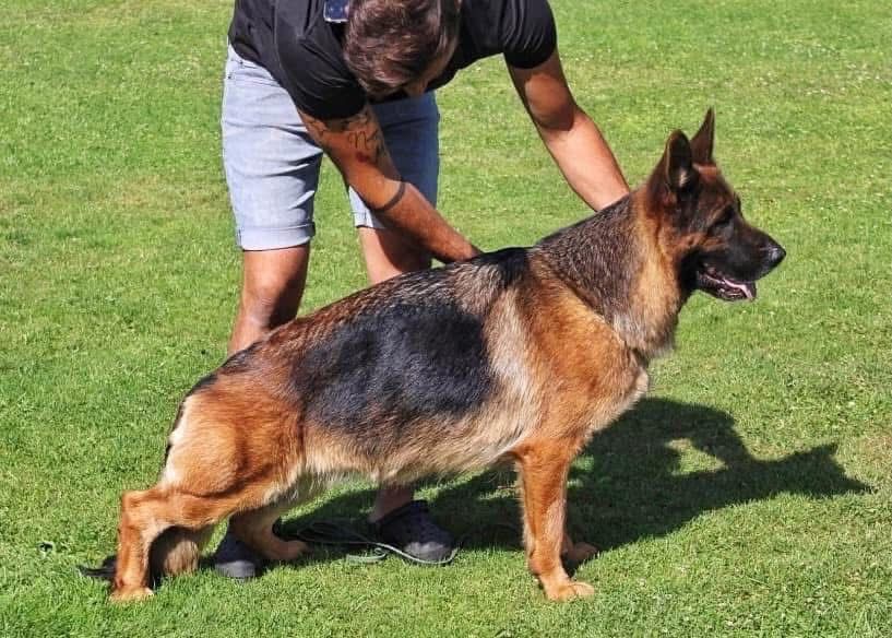 Femela ciobanesc german par lung cu pedigree