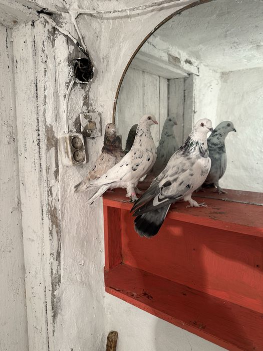 Продам Голуби разных пародь