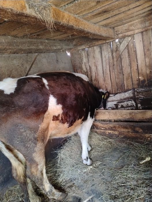 Vând vaca în vârstă de 5 anii ,are o fătare, gestanta în 2 luni