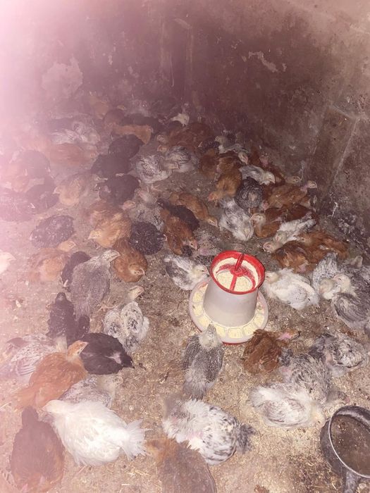 Puicuțe rasa mixta rate pekin