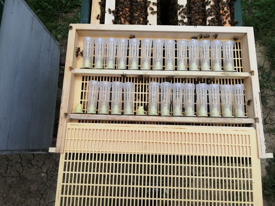 Vând mătci împerecheate, rasa Carnica