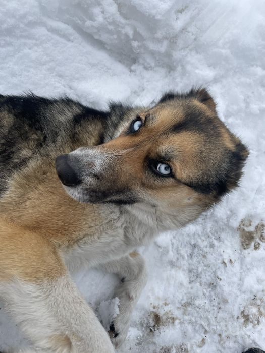 Немецкая овчарка с хаски