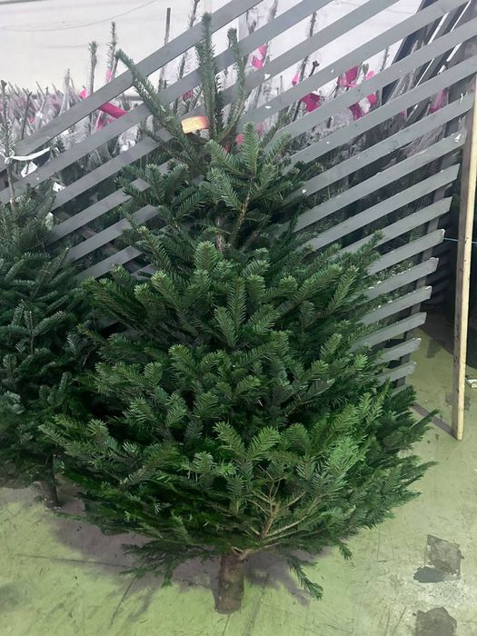 Живые,искуственные елки,гирлянды