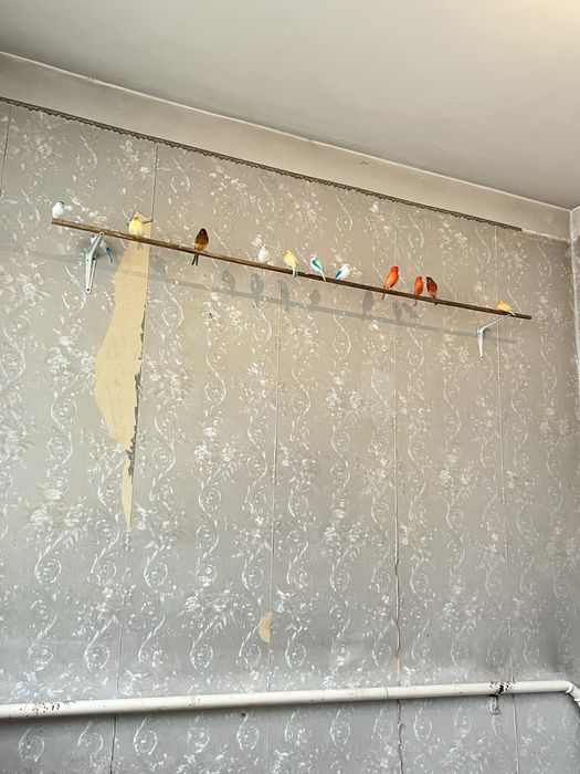 Конорейки поющие