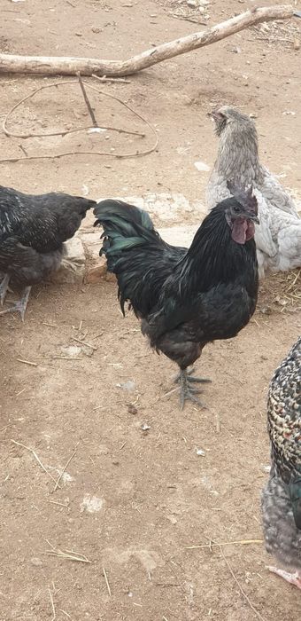 Продаются петухи породы маран,америукана, мехлинская кукушка,брама