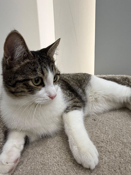 Ищем дом для котенка