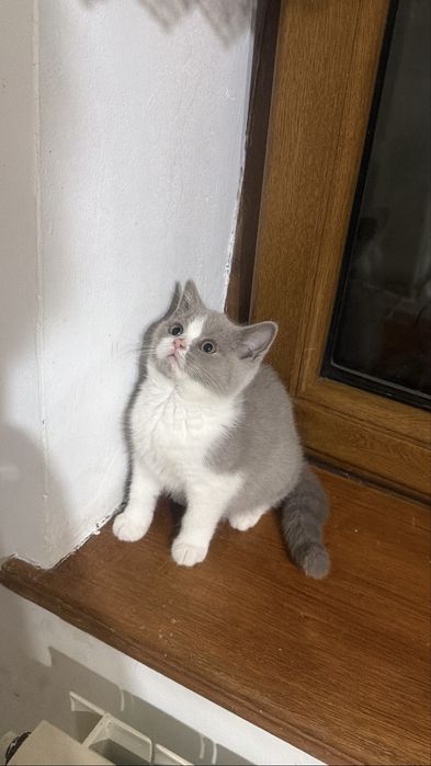Fetita british shorthair cu pedigree, bicolor, lila cu alb