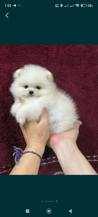 Щенки шпица.девочки