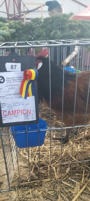 Ouă de vânzare rasa Vorverk