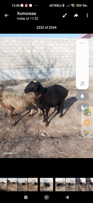 Quylar bug'o'z 2tug'adi