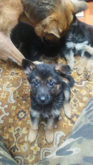 Щенки немецкой овчарки