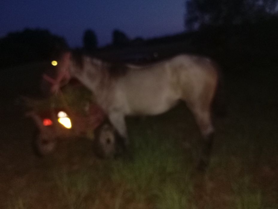 Vând mânză de 2 ani jumate