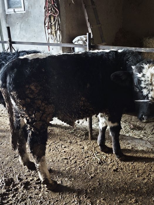 Букача 2, Гунажин 1.