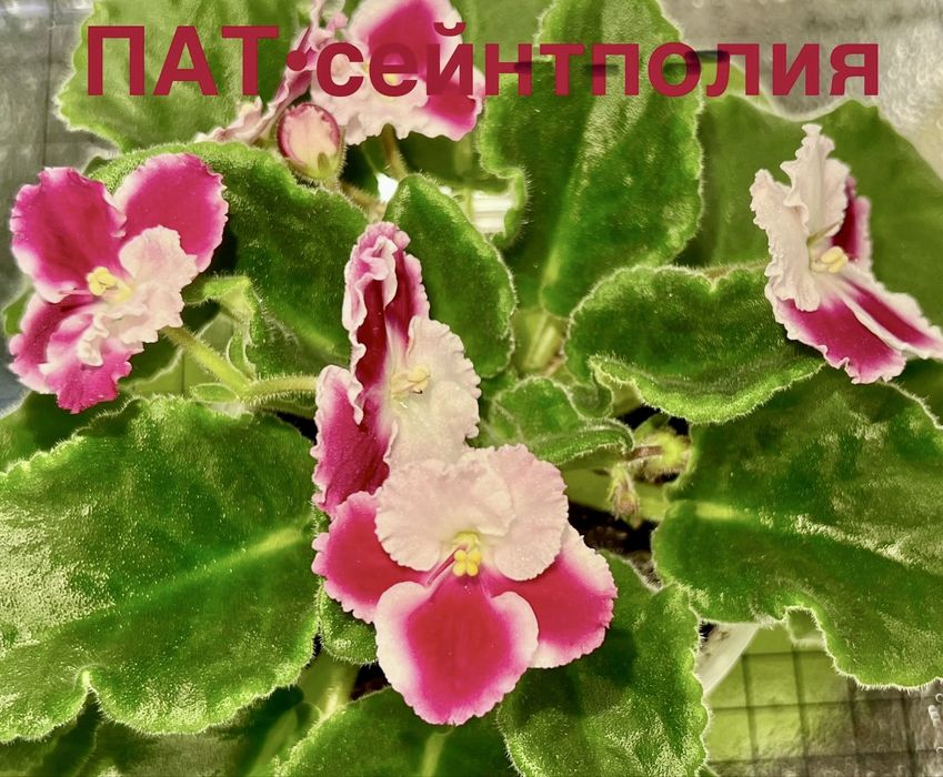 Сейнтполия Saintpaulia African Violet Сентполия Сенполия цветя
