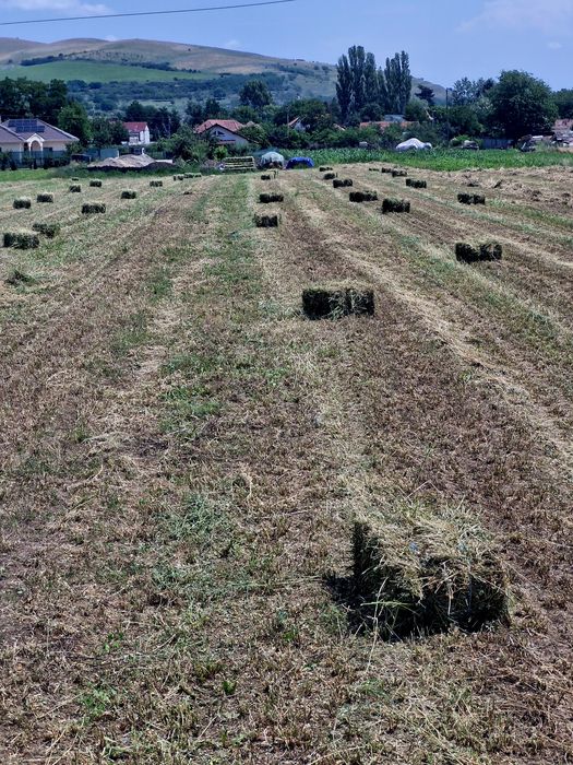 Baloti dreptunghiulari lucerna 2026