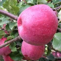 10 pomi fructiferi 160 lei.Cisesi.Piersic.Prun.Mar.Catina.Mur.Aronia.