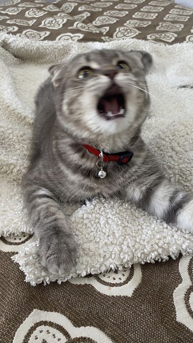 Шотландская вислоухая кошка