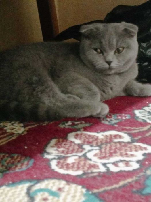 Mushuk sotiladi tezda