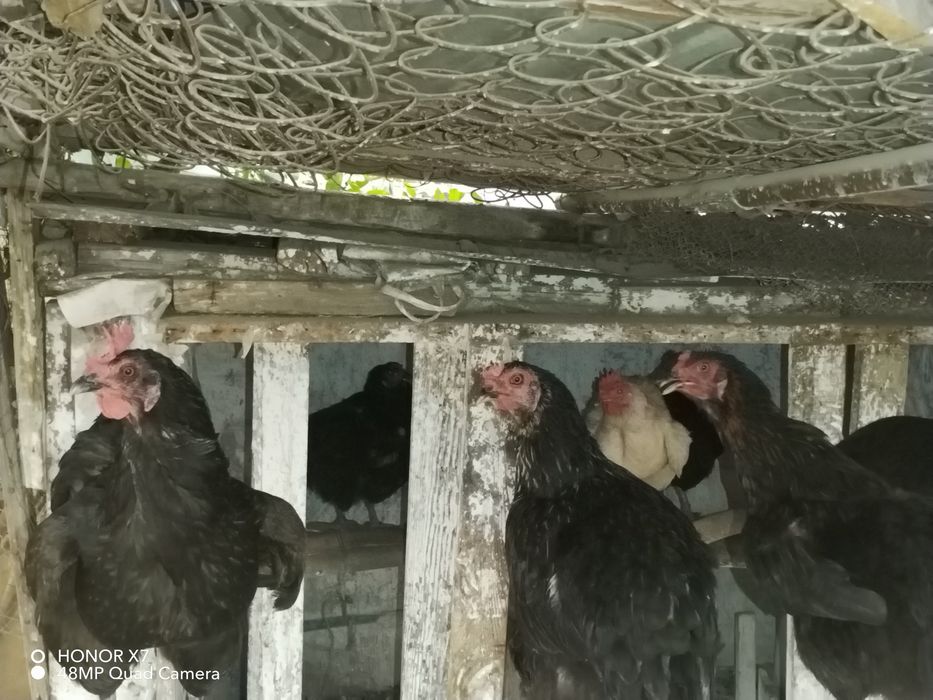 Уй товуклар сотаман