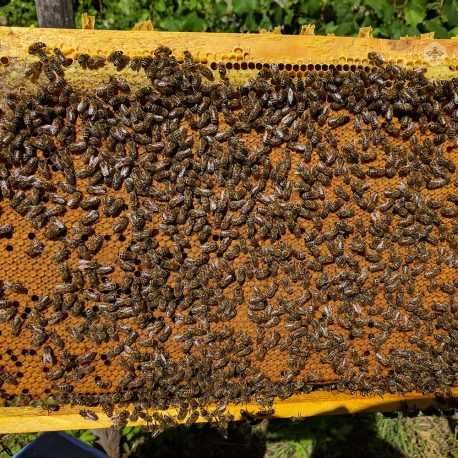 Vand familii de albine