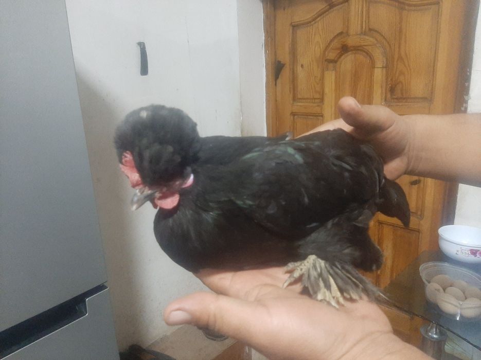 Yapon tovuqni tuxumi