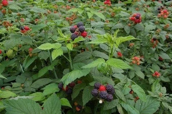 Продам отводки малины