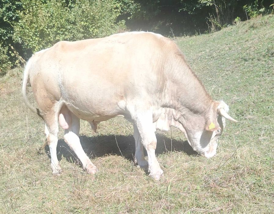 Taur de vânzare Valea Lupșii