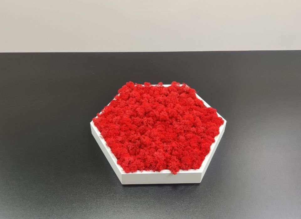 Rame hexagonale pentru tablou licheni