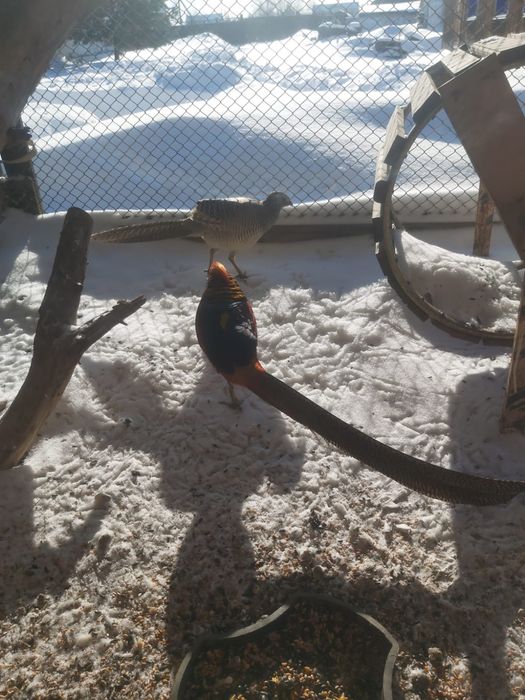 Золотой фазан,недорого