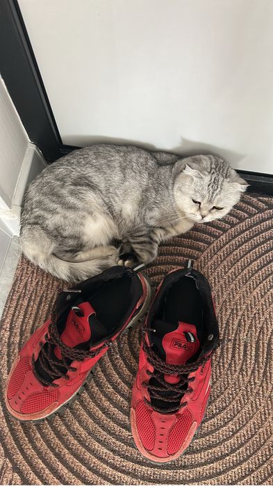 Кошка Scottish Fold